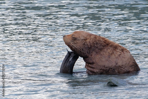 Northern sea lion at Solomon Gulch Hatchery in Valdez, Alaska
