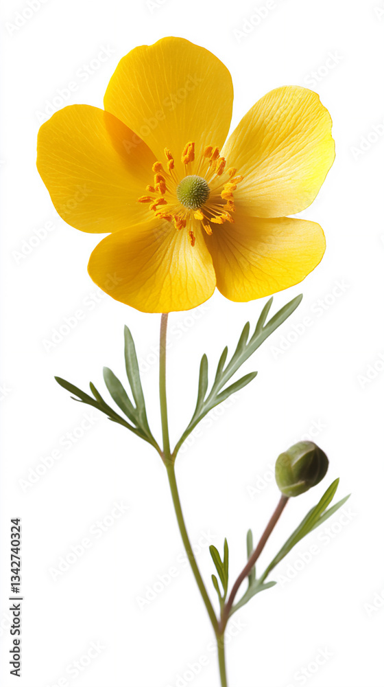 Obraz premium a buttercup isolated on a white background, a high-resolution photograph,