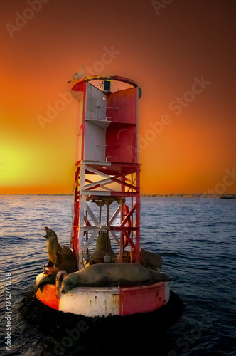Obraz na płótnie A buoy full of seals in the middle of the ocean with a dramatic sky background w salonie