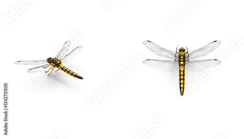 Adult dragonfly top or side view