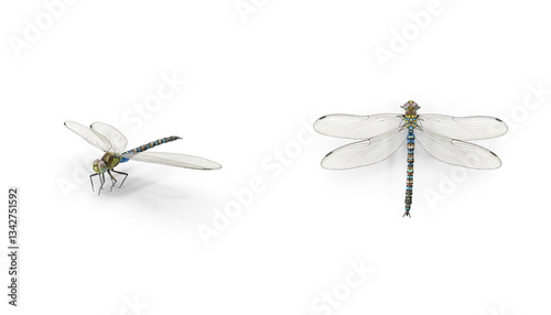 Dragonfly on the top or side view