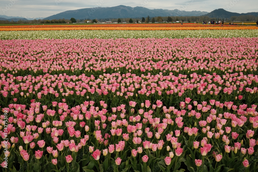 Tulip Fields Tulip Fields