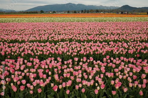 Wallpaper Mural Tulip Fields Torontodigital.ca