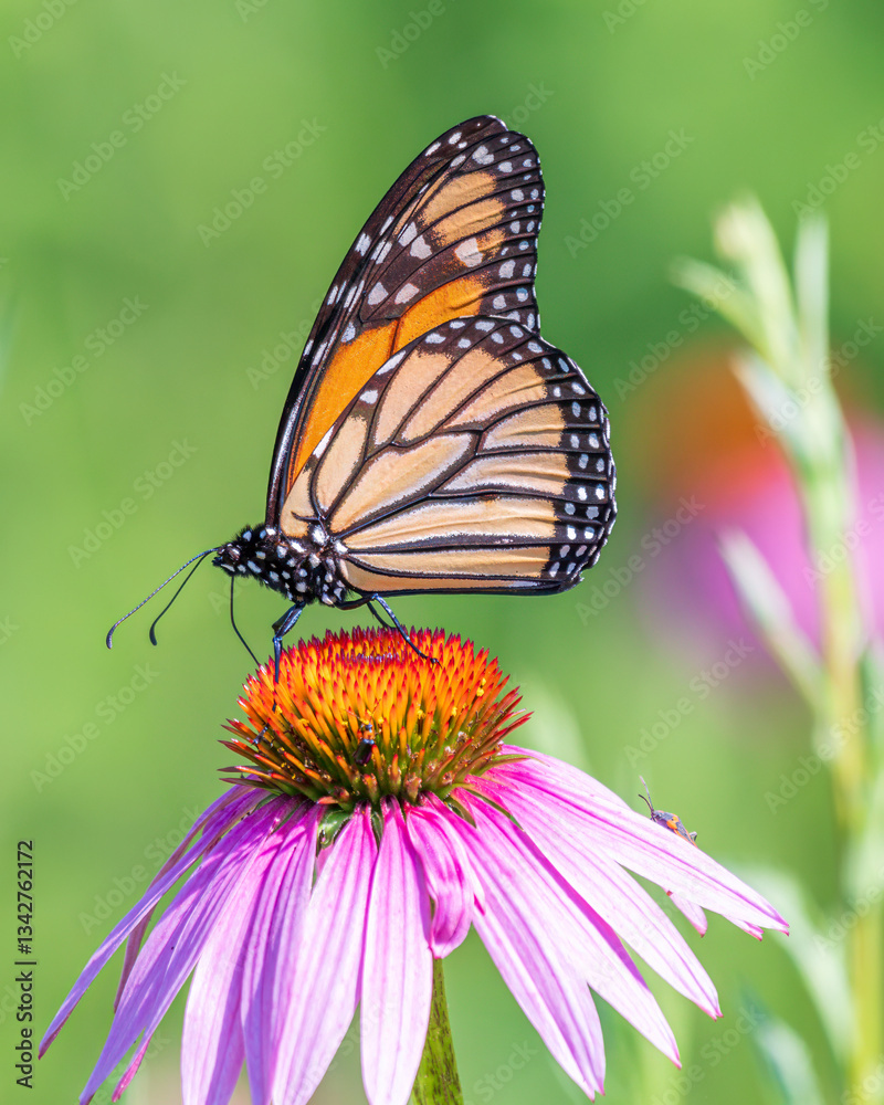 Naklejka premium monarch butterfly on flower