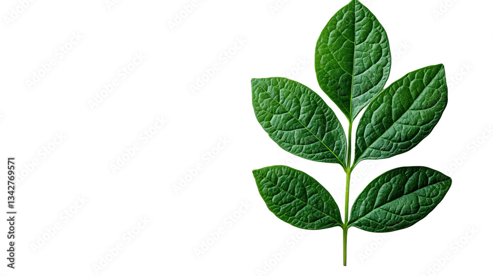 Fototapeta premium Vibrant Leaf Display: Close-up shot of a healthy, green leaf with intricate details, showcasing the natural beauty of the plant world.