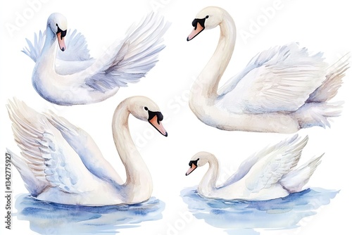 Fototapeta Naklejka Na Ścianę i Meble -  Set of watercolor elegant swans hand drawn on a white background