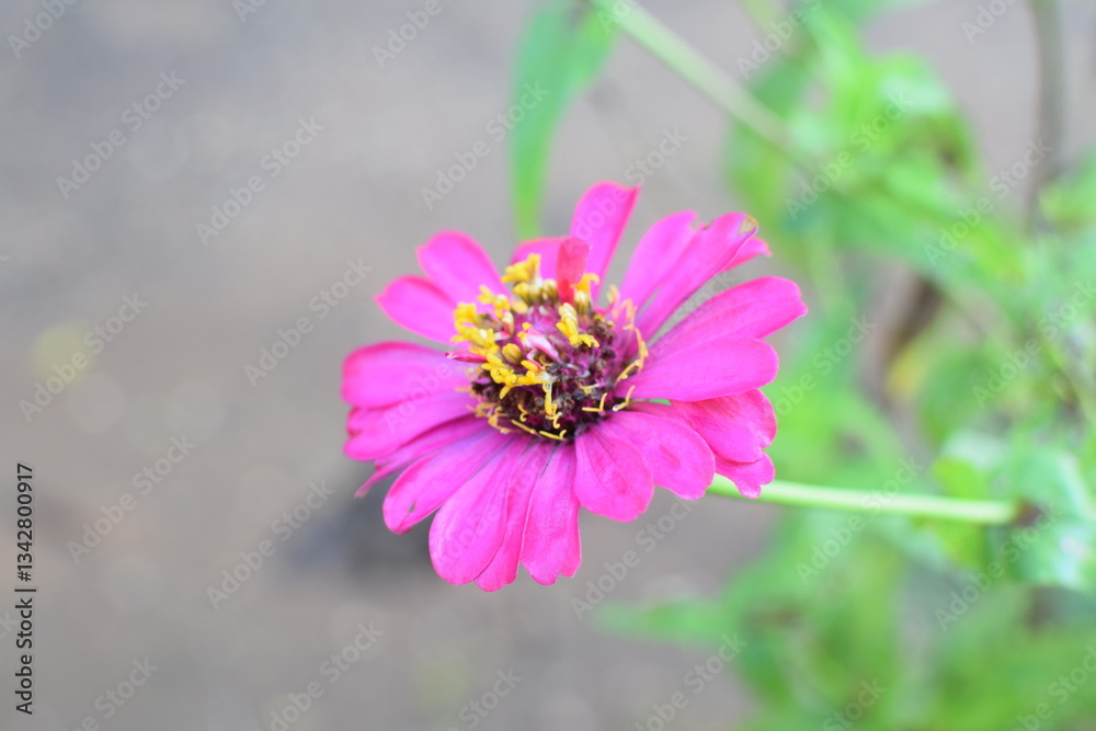 Fototapeta premium Beautiful pink Zinnia Flower in Bloom – Macro Photography. Close-Up of a Fresh pink Zinnia Flower with Petal Details. Elegant pink Zinnia Flower Isolated in Nature. Bright pink Zinnia Blossom