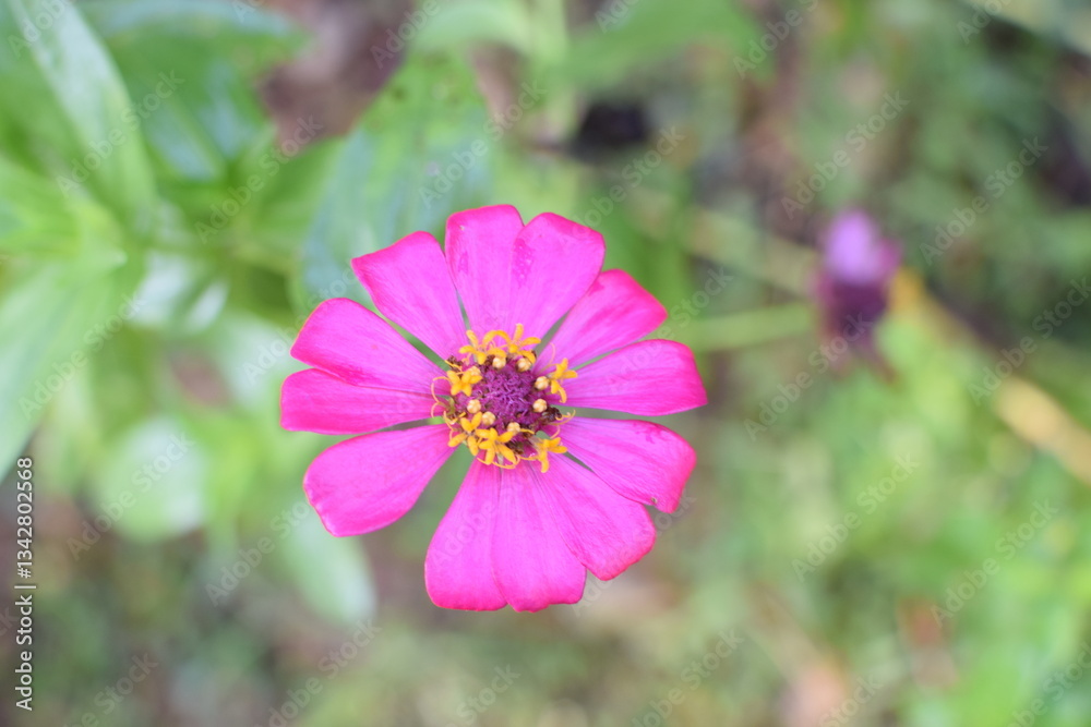 Beautiful pink Zinnia Flower in Bloom – Macro Photography. Close-Up of a Fresh pink Zinnia Flower with Petal Details. Elegant pink Zinnia Flower Isolated in Nature. Bright pink Zinnia Blossom Beautiful pink Zinnia Flower in Bloom – Macro Photography. Close-Up of a Fresh pink Zinnia Flower with Petal Details. Elegant pink Zinnia Flower Isolated in Nature. Bright pink Zinnia Blossom