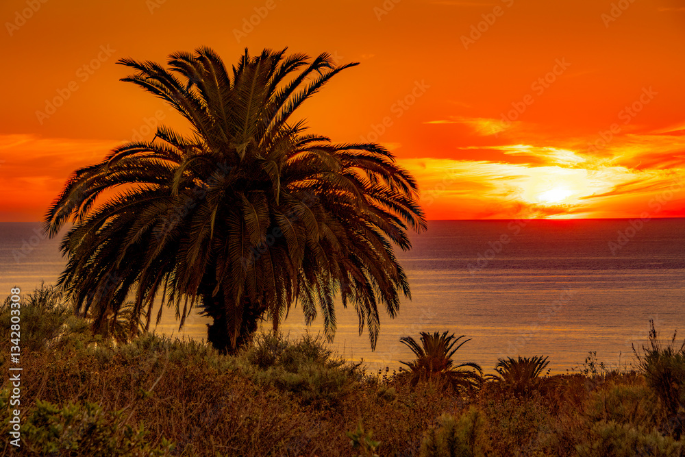 Dramatic sky, full ocean view along the Southern California coast with a classic landscape setting with Palm trees and greenery in the foreground