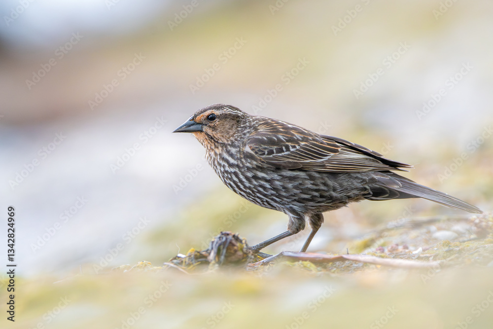 Fototapeta premium Red-winged Blackbird (female) on the ground