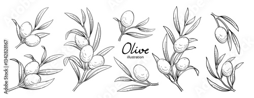Olive hand drawn style vector illustration set