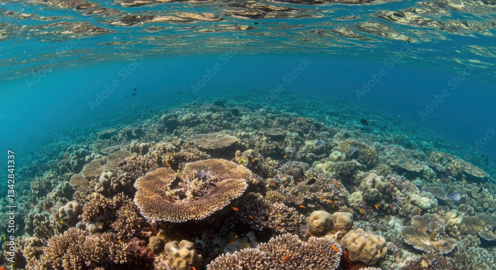 Vibrant Coral Reef Underwater Scene with Diverse Marine Life and Clear Water Vibrant Coral Reef Underwater Scene with Diverse Marine Life and Clear Water