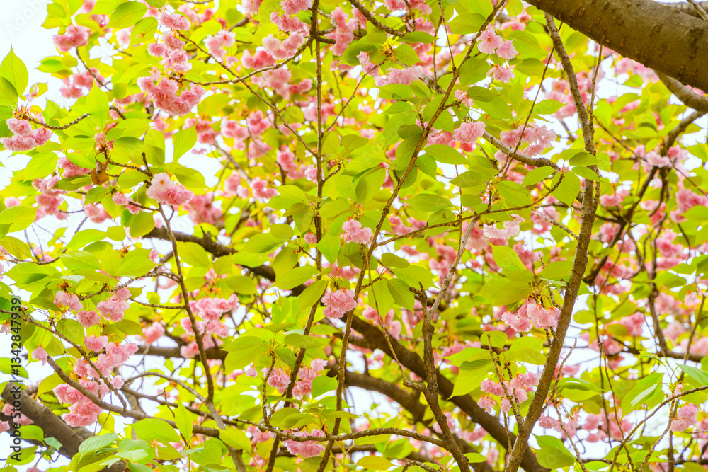 Fototapeta premium Pink double cherry blossoms are in full bloom on a clear day