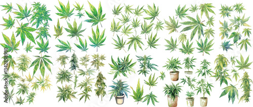 cannabis watercolor clipart