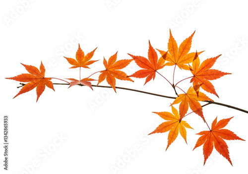 Minimalist Fall Concept: Maple Branch with Colorful Leaves