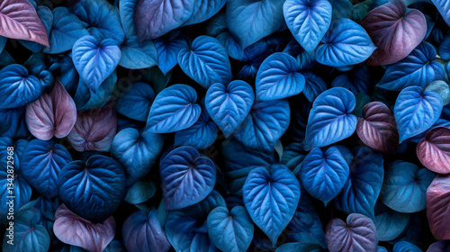 Lush blue and purple heart shaped leaves create vibrant, calming atmosphere