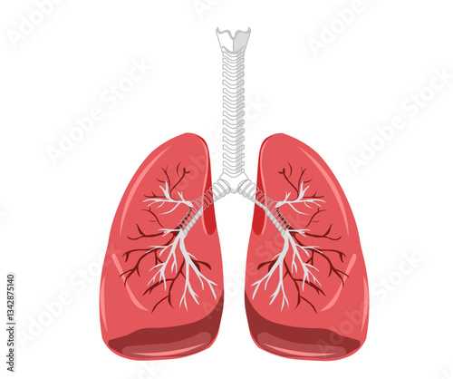 Human Lungs Anatomical Vector Illustration
