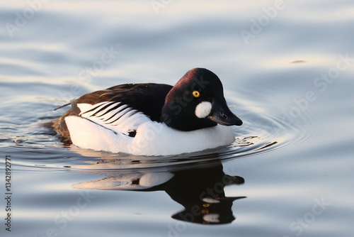Photography Goldeneye