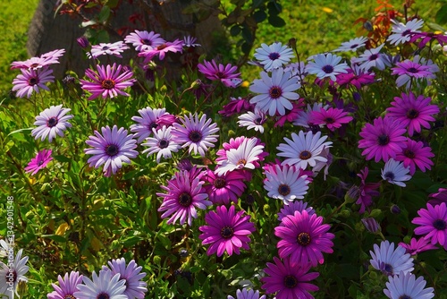 Fototapeta Naklejka Na Ścianę i Meble -  Dimorphotheca, or Osteospermum ecklonis pink and white daisy flowers