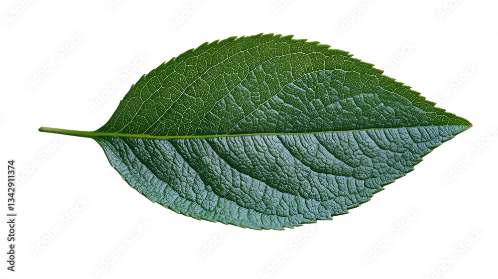Obraz premium Vibrant Leaf: A single, close-up shot of a fresh, green leaf, showcasing its intricate texture and natural beauty. 