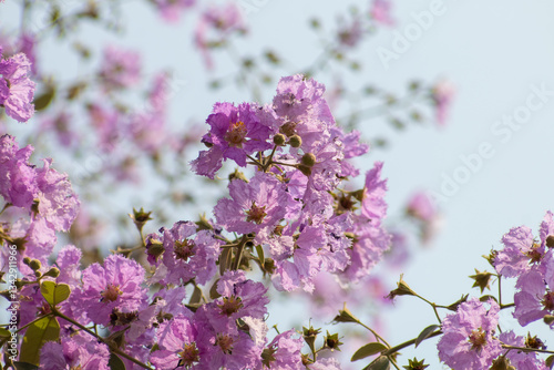 pink flowers blossom in thailand