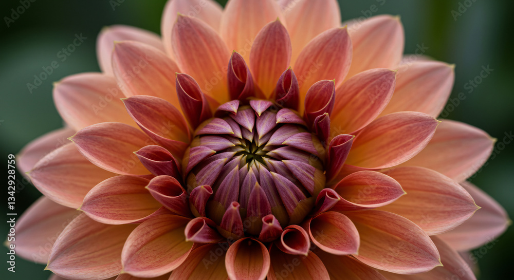 Close-up of a stunning dahlia flower in soft pink hues representing Blooming Mindfulness Spring Flowers and Mental Clarity Close-up of a stunning dahlia flower in soft pink hues representing Blooming Mindfulness Spring Flowers and Mental Clarity