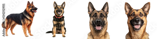 A group of four alert and energetic German Shepherd dogs sitting and standing together in an outdoor setting showcasing the breed s intelligence loyalty
