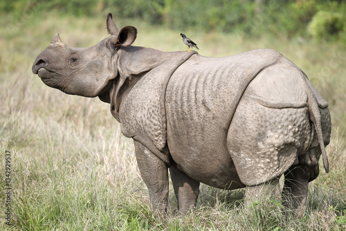 One Horned Rhino and Jungle Myna on Its Back - Nepal Chitwan National Park