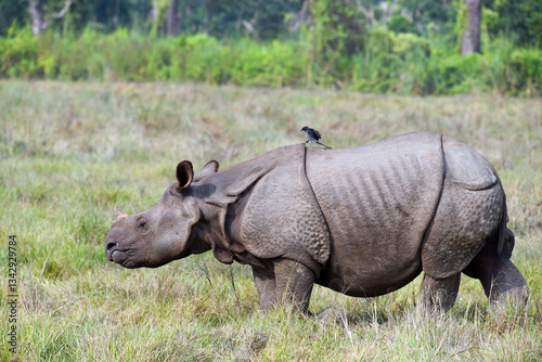 One Horned Rhino and Black Drongo on Its Back - Nepal Chitwan National Park