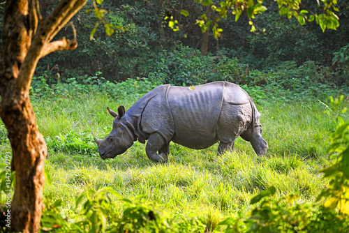 One Horned Rhino in the Middle of the Forest