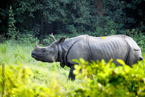 One Horned Rhino in the Middle of the Forest