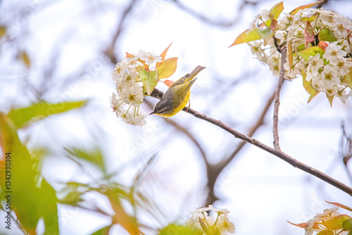 Tiny Beautiful Grey-Headed Warbler on Flowering Tree Branch