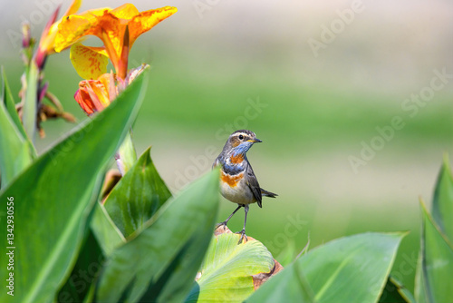 Beautiful Bluethroat on a Gorgeous Flower Leaf