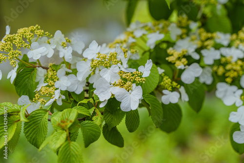 Wallpaper Mural Viburnum furcatum flowers have just begun to bloom on a sunny spring day Torontodigital.ca