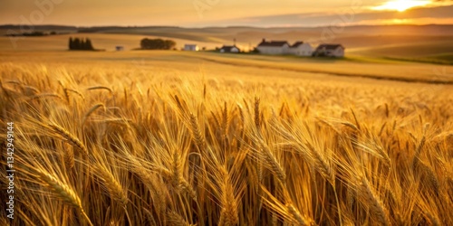 Obraz na płótnie Golden wheat fields sway gently in the breeze during sunset near a tranquil rural village w salonie