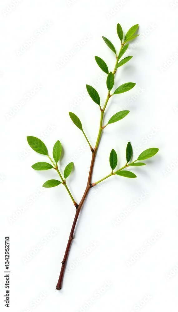 Obraz premium Delicate branch with tiny leaves isolated on white background, livestock, nature