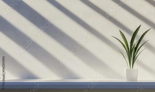 Minimalist indoor plant casting shadows on a bright wall during daylight hours