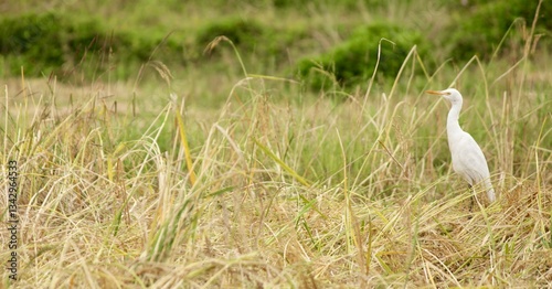 Fototapeta Naklejka Na Ścianę i Meble -  great white heron