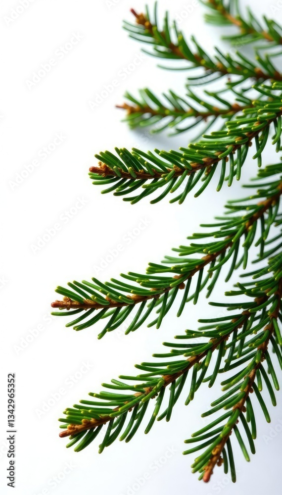 Obraz premium Sprigs of fir tree branches isolated on white background, white, isolation