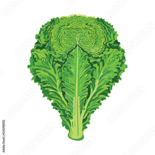 Green cabbage isolated on white background
