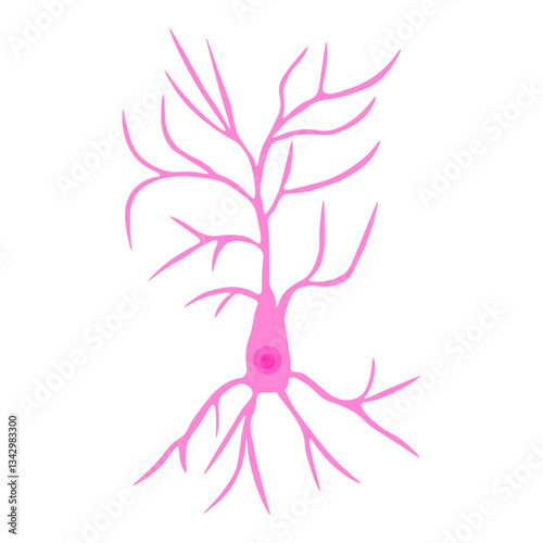 Pyramidal Neuron