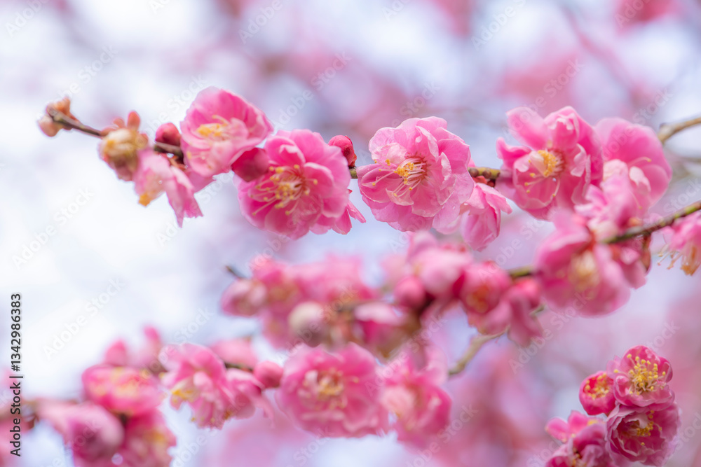 雨に濡れる梅園の美しい梅の花 雨に濡れる梅園の美しい梅の花