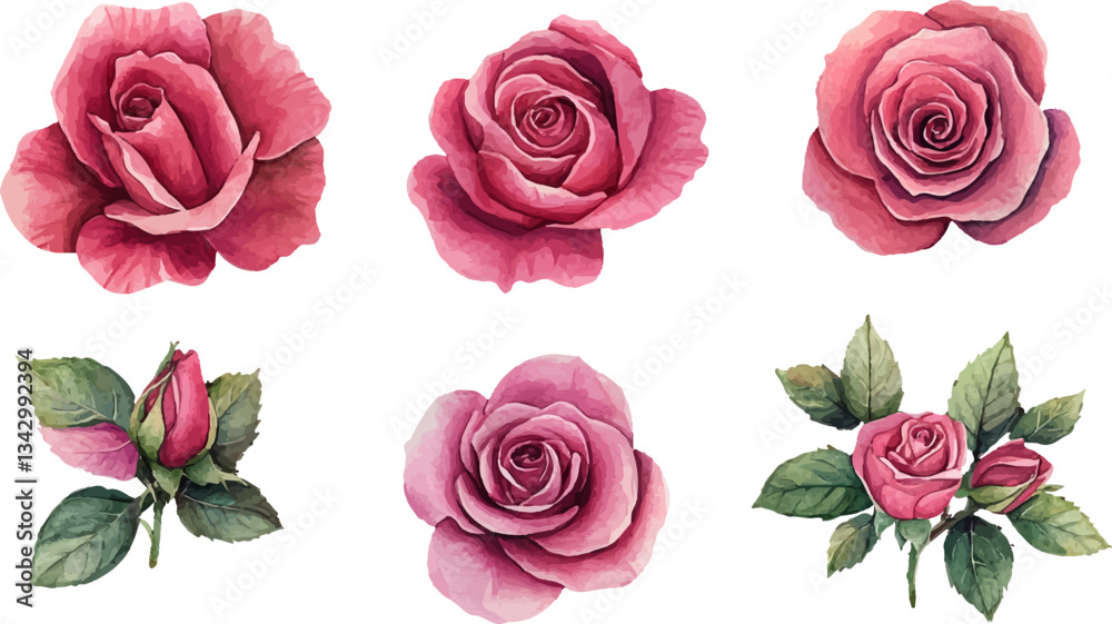 Naklejka premium Botanical Watercolor Pink Rose