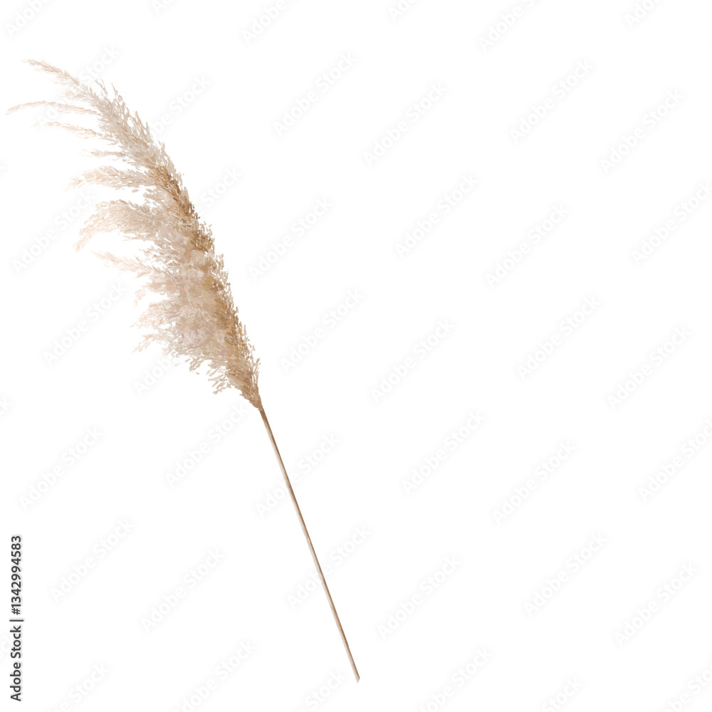 Pampa Grass Aesthetic Illustration Pampa Grass Aesthetic Illustration