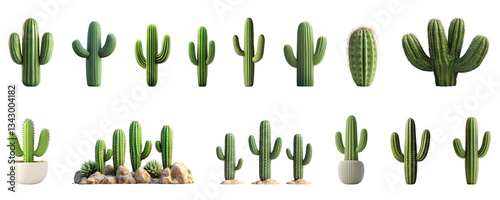 Cactus varieties, saguaro, desert plants, botanical illustration, green cacti, prickly pear, succulent species, southwestern flora, detailed plant drawings, no background, scientific illustration