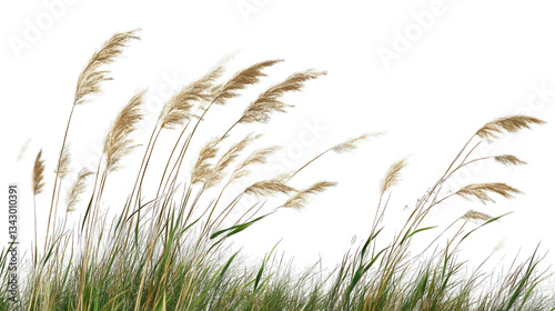 Fototapeta Naklejka Na Ścianę i Meble -  Cane, reed seeds and green grass with transparent background, transparent PNG | Transparent PNG --ar 16:9