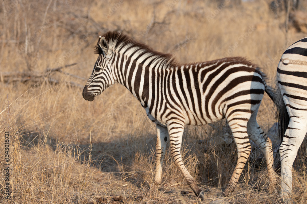 Zebra colt with mother in Africa RSA Zebra colt with mother in Africa RSA