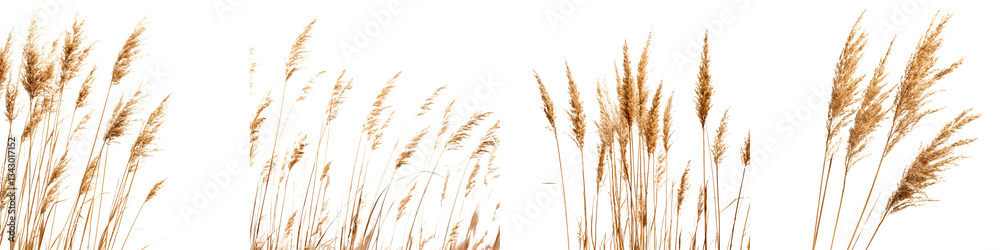 Fototapeta Closeup of a lush golden wheat field against a bright natural background in a picturesque rural landscape