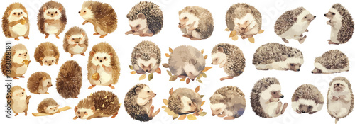 hedgehog watercolor clipart