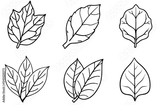  Jade Plant Leaf Line Art Illustration for Botanical Art Design